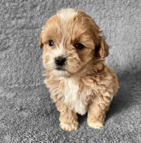 Maltipoo Welpe zu verkaufen