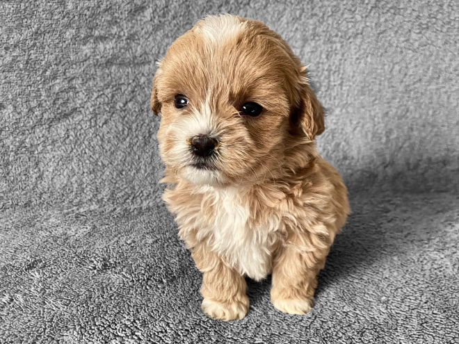 Maltipoo Welpe zu verkaufen