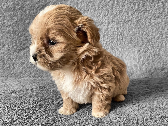 Maltipoo Welpe zu verkaufen