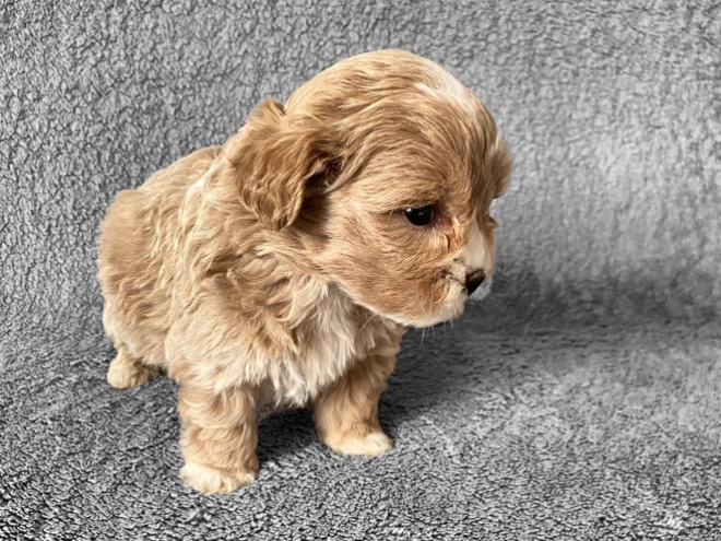 Maltipoo Welpe zu verkaufen