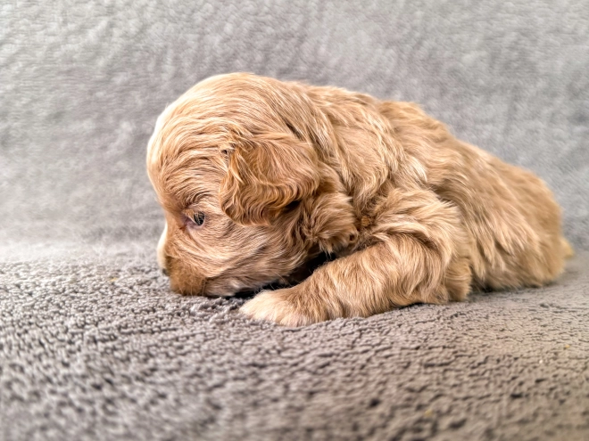 Maltipoo Welpe zu verkaufen