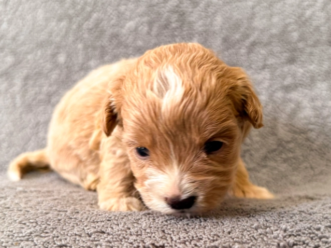 Maltipoo Welpe zu verkaufen
