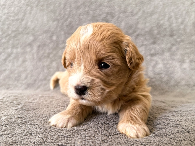 Maltipoo Welpe zu verkaufen