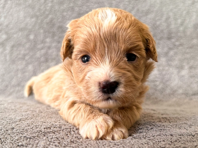 Maltipoo Welpe zu verkaufen
