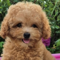 Nade, red Maltipoo Welpen kaufen