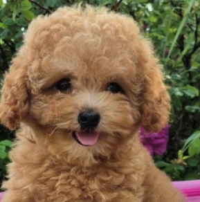 Perros Maltipoo en venta