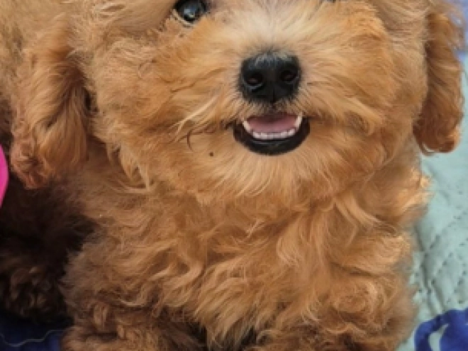 Maltipoo puppy for sale