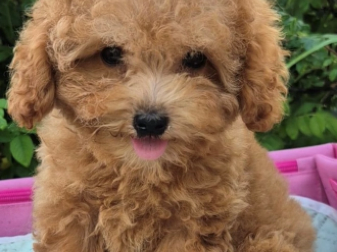 Maltipoo puppy for sale