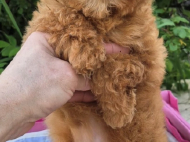 Maltipoo puppy for sale