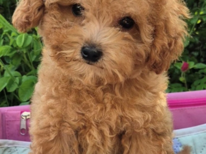 Maltipoo puppy for sale