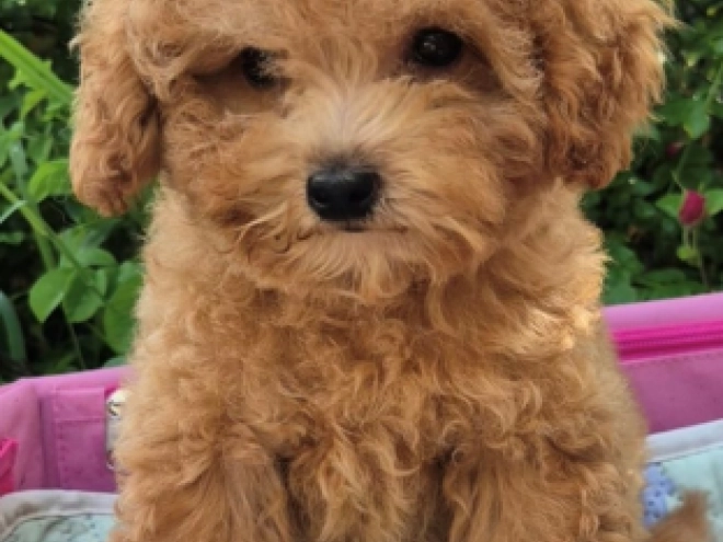 Maltipoo puppy for sale