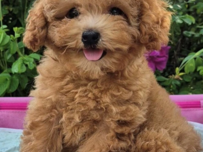 Maltipoo puppy for sale