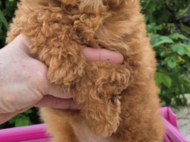 Maltipoo puppy for sale