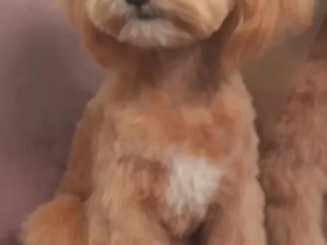 Maltipoo puppy for sale