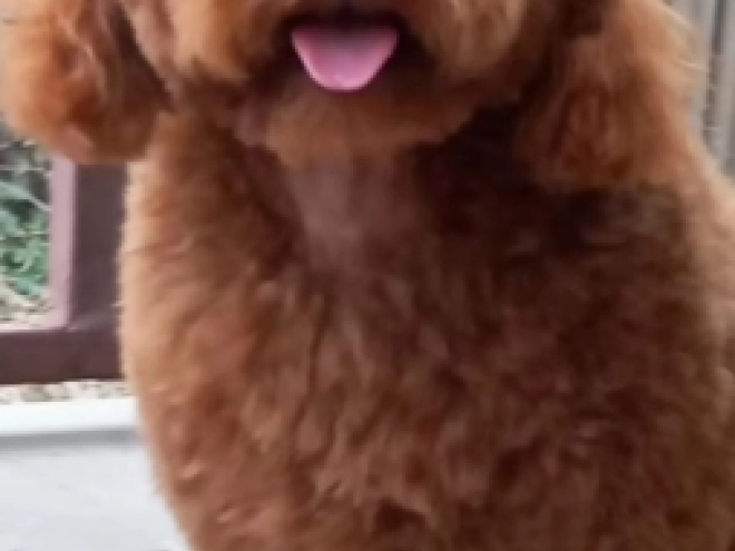 Maltipoo puppy for sale