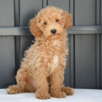 Flower, red Maltipoo Welpen kaufen