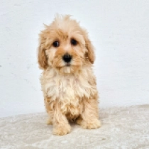 Maggie, brown Maltipoo Welpen kaufen
