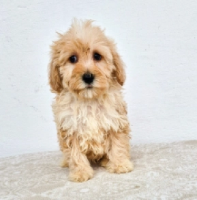 Maltipoo Welpe kaufen