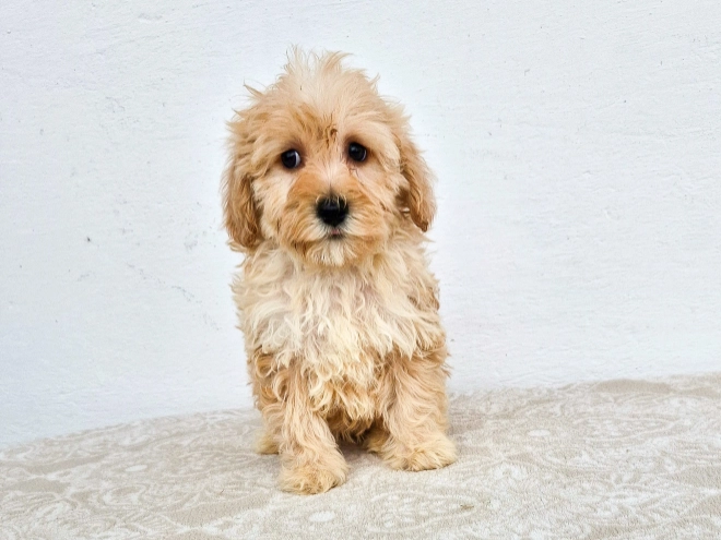 Maltipoo Welpe kaufen