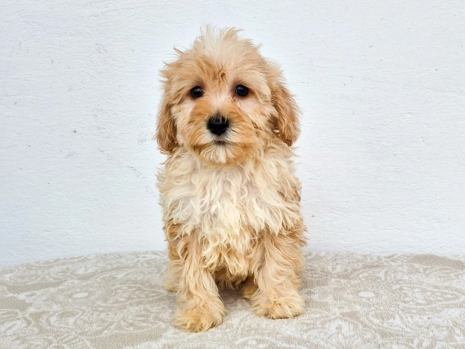 Maltipoo Welpe kaufen