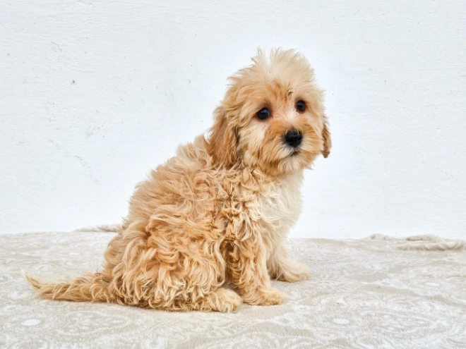 Maltipoo Welpe kaufen