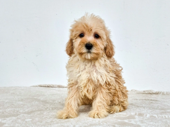 Maltipoo Welpe kaufen