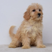 Maggie, brown Maltipoo en venta