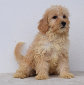 Maltipoo puppy for sale