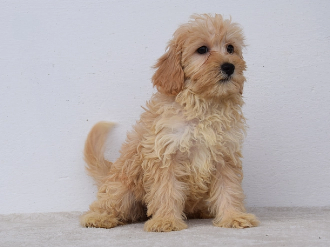 Maltipoo puppy for sale
