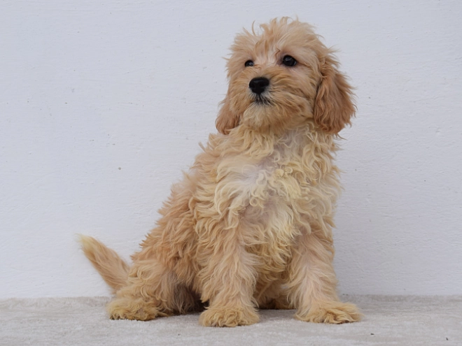 Maltipoo puppy for sale