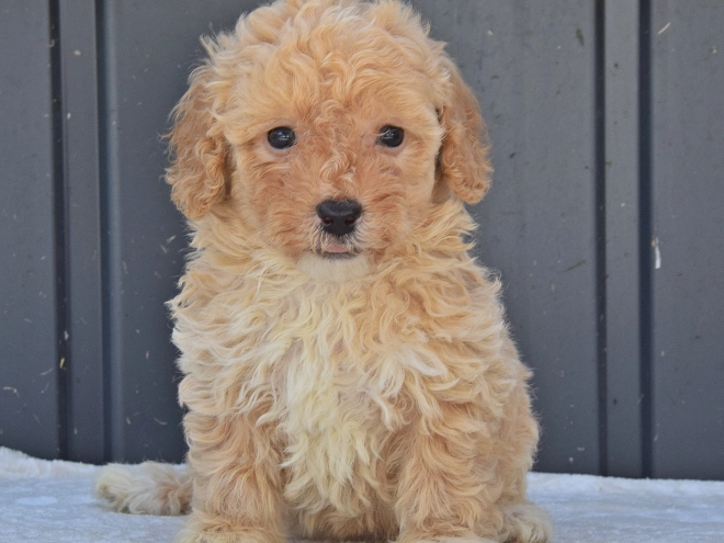 Maltipoo Welpe kaufen