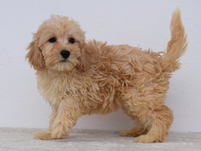 Maltipoo puppy for sale