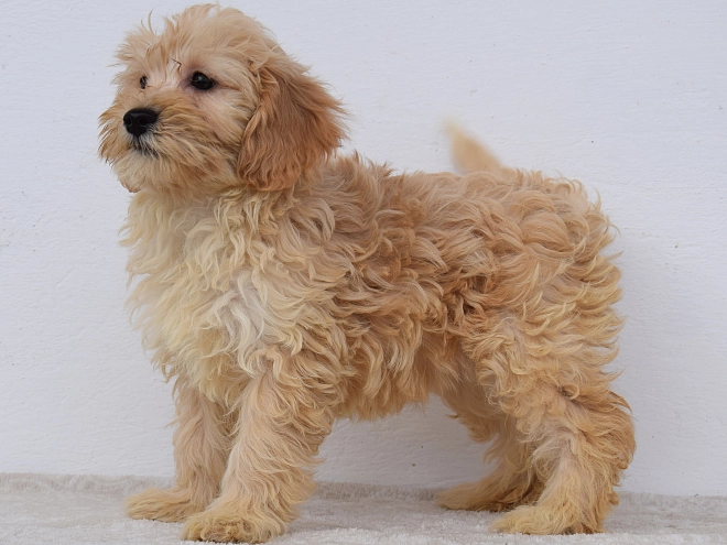 Maltipoo puppy for sale