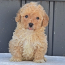 Maggie, brown Maltipoo Welpen kaufen
