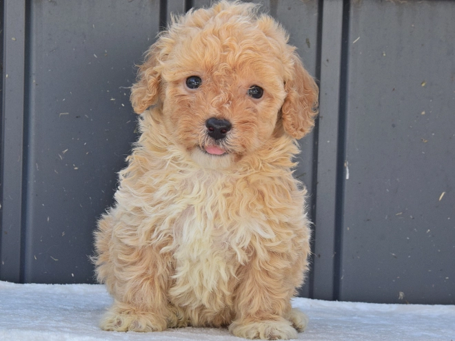 Maltipoo Welpe kaufen