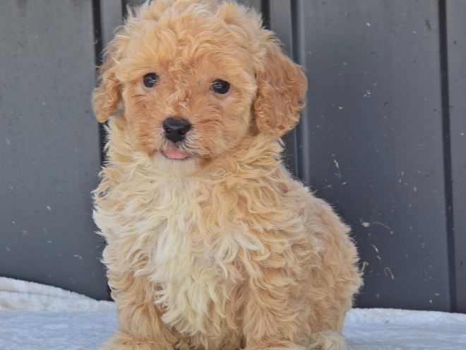 Maltipoo Welpe kaufen