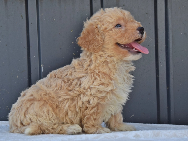 Maltipoo Welpe kaufen