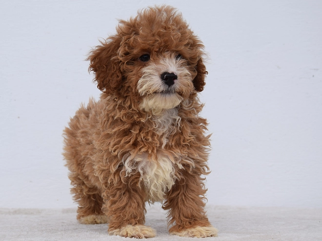 Maltipoo Welpe kaufen