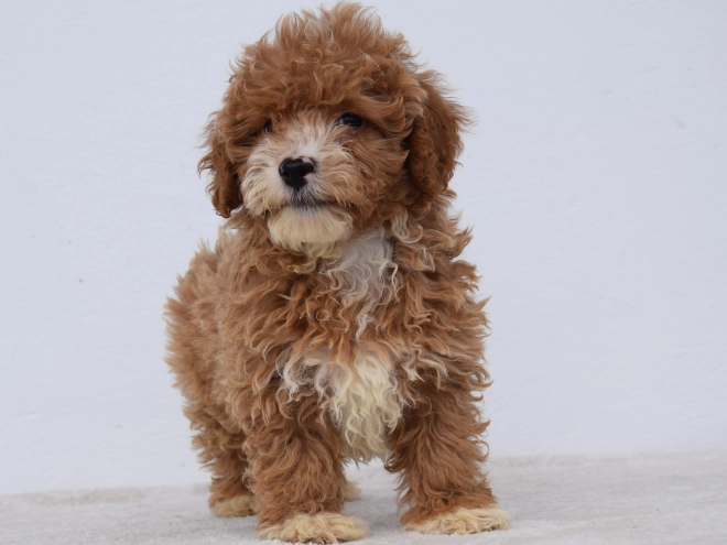 Maltipoo Welpe kaufen