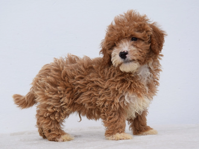 Maltipoo Welpe kaufen