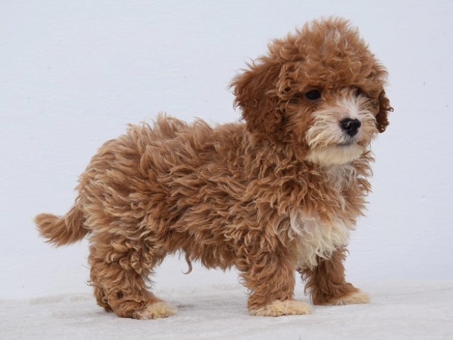 Maltipoo Welpe kaufen