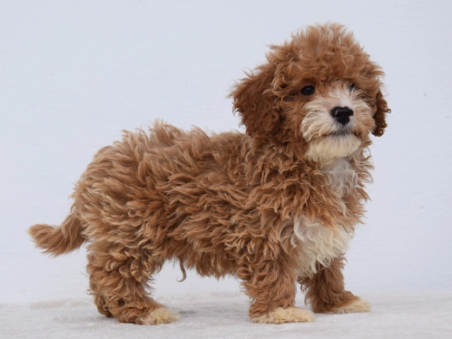 Maltipoo Welpe kaufen