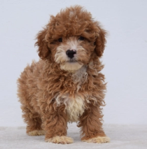 Maltipoo Welpe kaufen