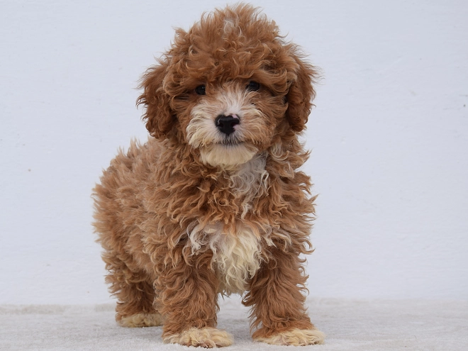 Maltipoo Welpe kaufen