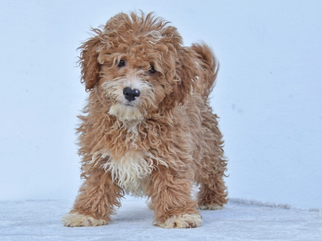 Maltipoo Welpe kaufen