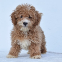 Jack, brown Maltipoo en venta