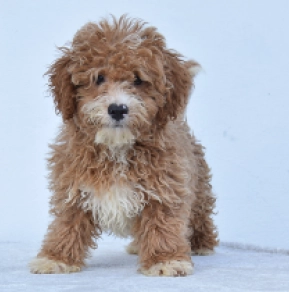 Jack, brown Maltipoo en venta