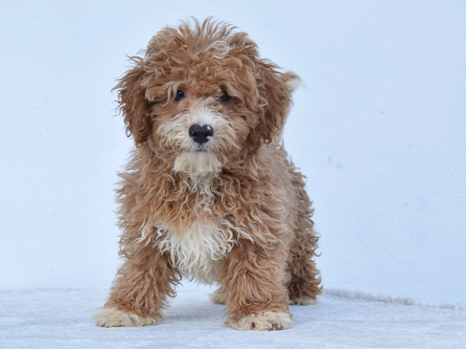 Maltipoo Welpe kaufen