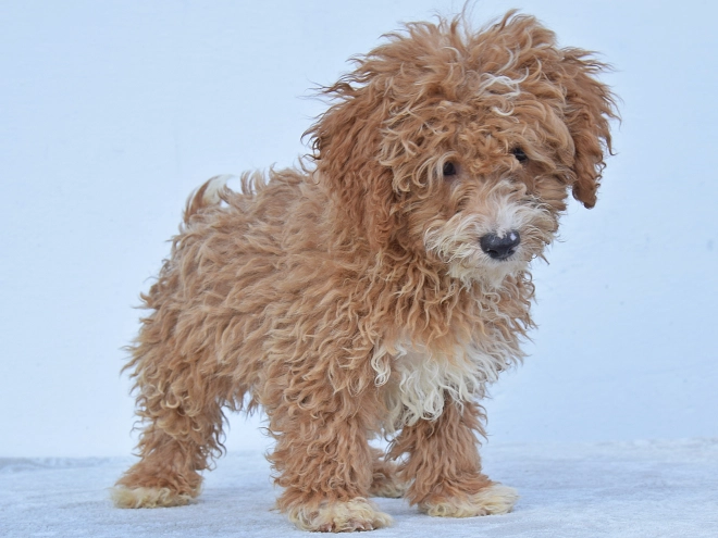 Maltipoo Welpe kaufen
