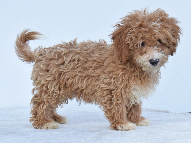 Maltipoo Welpe kaufen